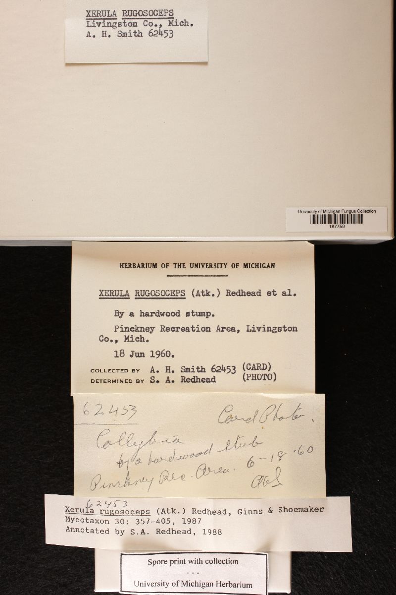 Xerula rugosoceps image