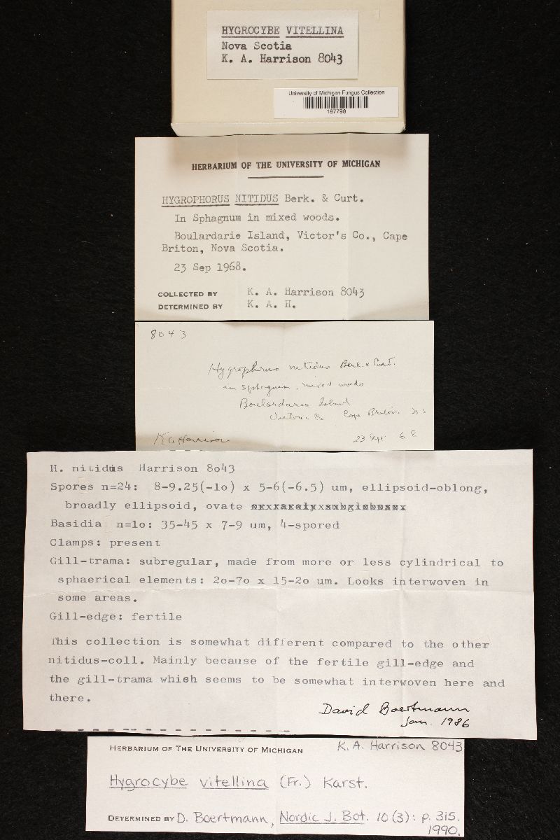 Hygrocybe vitellina image