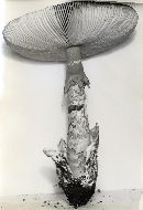 Amanita caesarea image