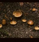 Amanita flavorubens image