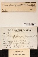 Amanita flavorubescens image