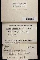 Amanita porphyria image