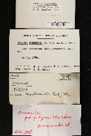 Amanita porphyria image