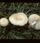 Amanita pubescens image