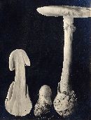Thumbnail image of current specimen