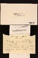 Amanita virosa image