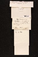 Amanita virosa image