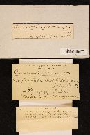 Amanita virosa image