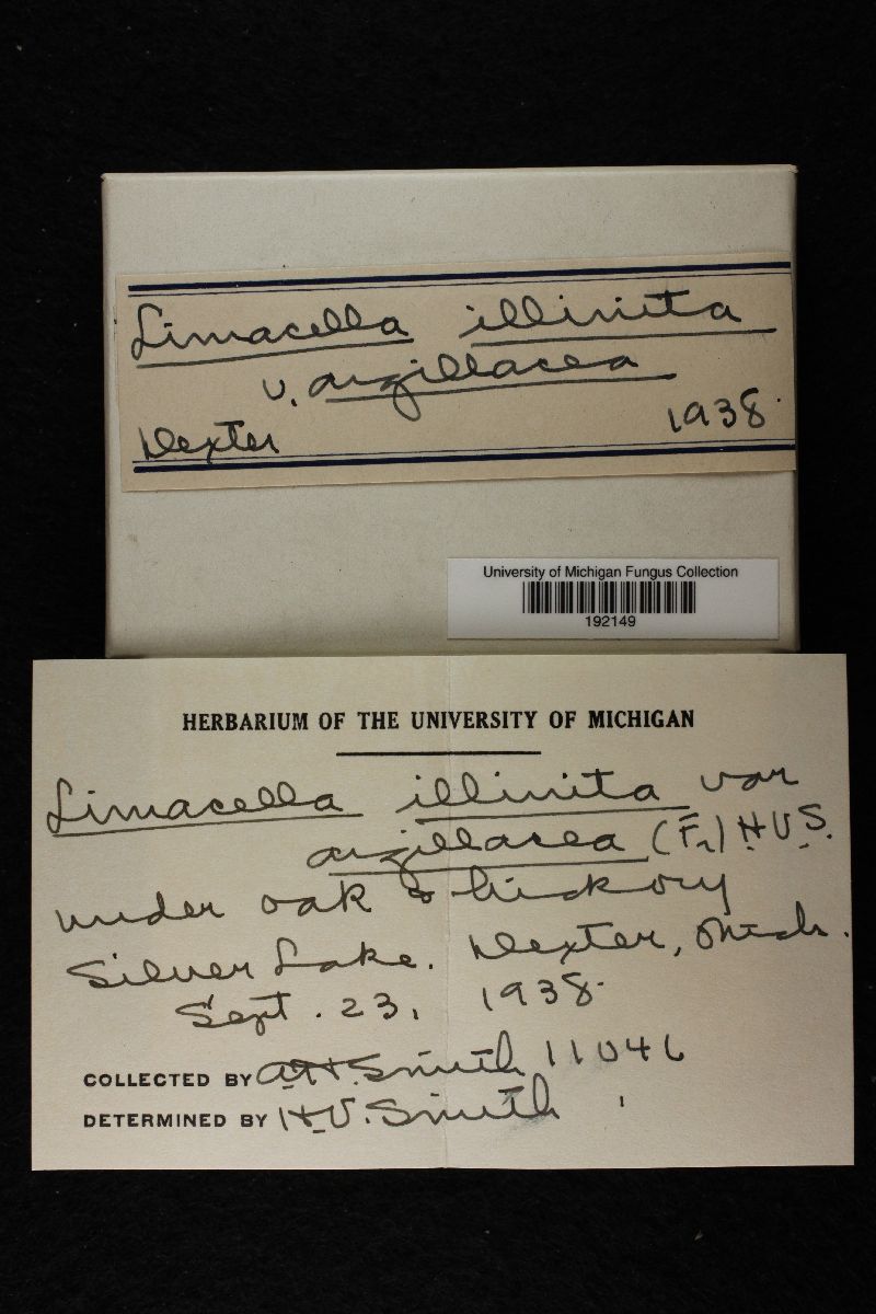 Limacella illinita var. argillacea image