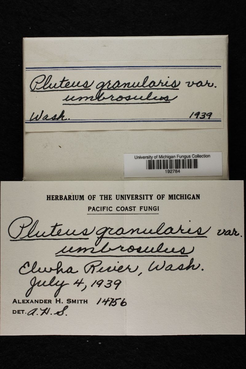 Pluteus granularis var. umbrosellus image