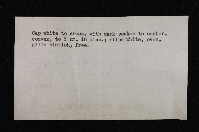 Pluteus magnus image