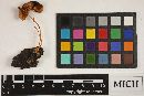 Pluteus longistriatus image