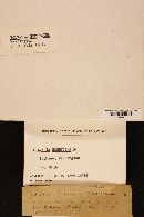 Volvariella bombycina image