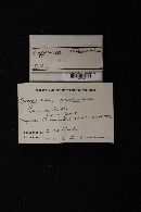 Agaricus arvensis image