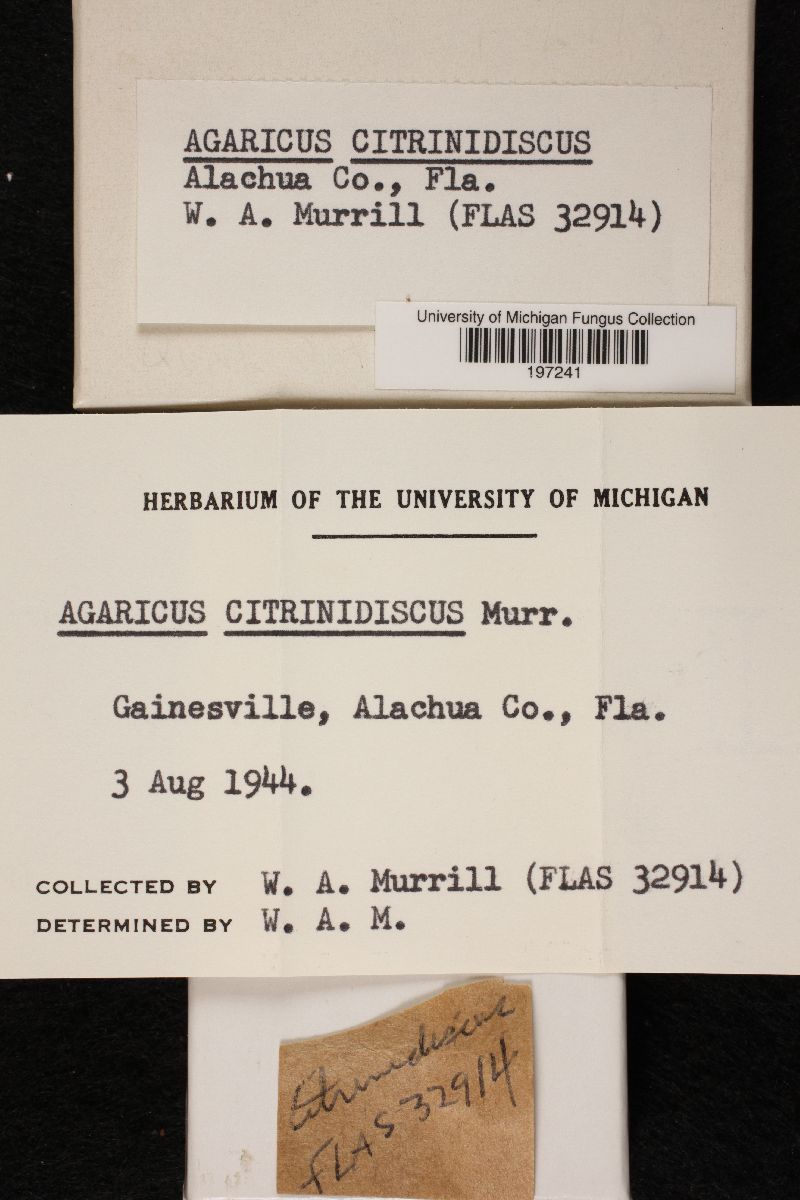 Agaricus citrinidiscus image