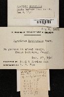 Agaricus hondensis image