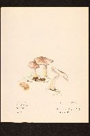 Media resource of Agaricus lilaceps