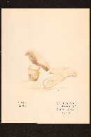 Agaricus rodmani image