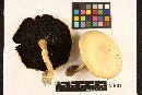 Agaricus silvicola image