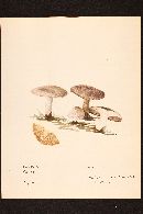 Media resource of Agaricus solidipes