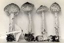 Lepiota clypeolaria image