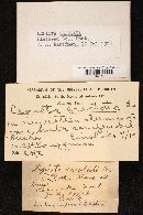 Lepiota cristata image