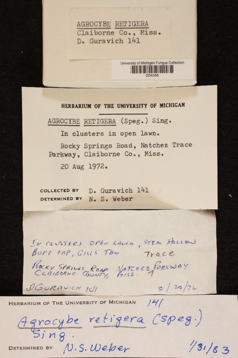 Agrocybe retigera image