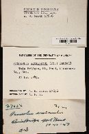 Panaeolus semiovatus image