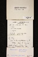 Panaeolus papilionaceus var. papilionaceus image