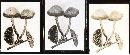 Panaeolus subbalteatus image