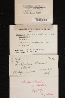 Bolbitius reticulatus image