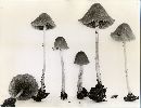 Conocybe filipes image