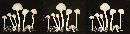 Conocybe pygmaeoaffinis image