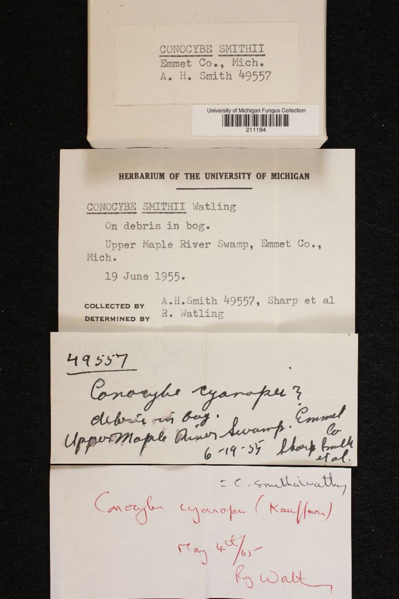 Conocybe smithii image