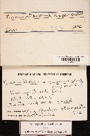 Hypholoma capnoides image