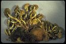 Hypholoma fasciculare var. fasciculare image