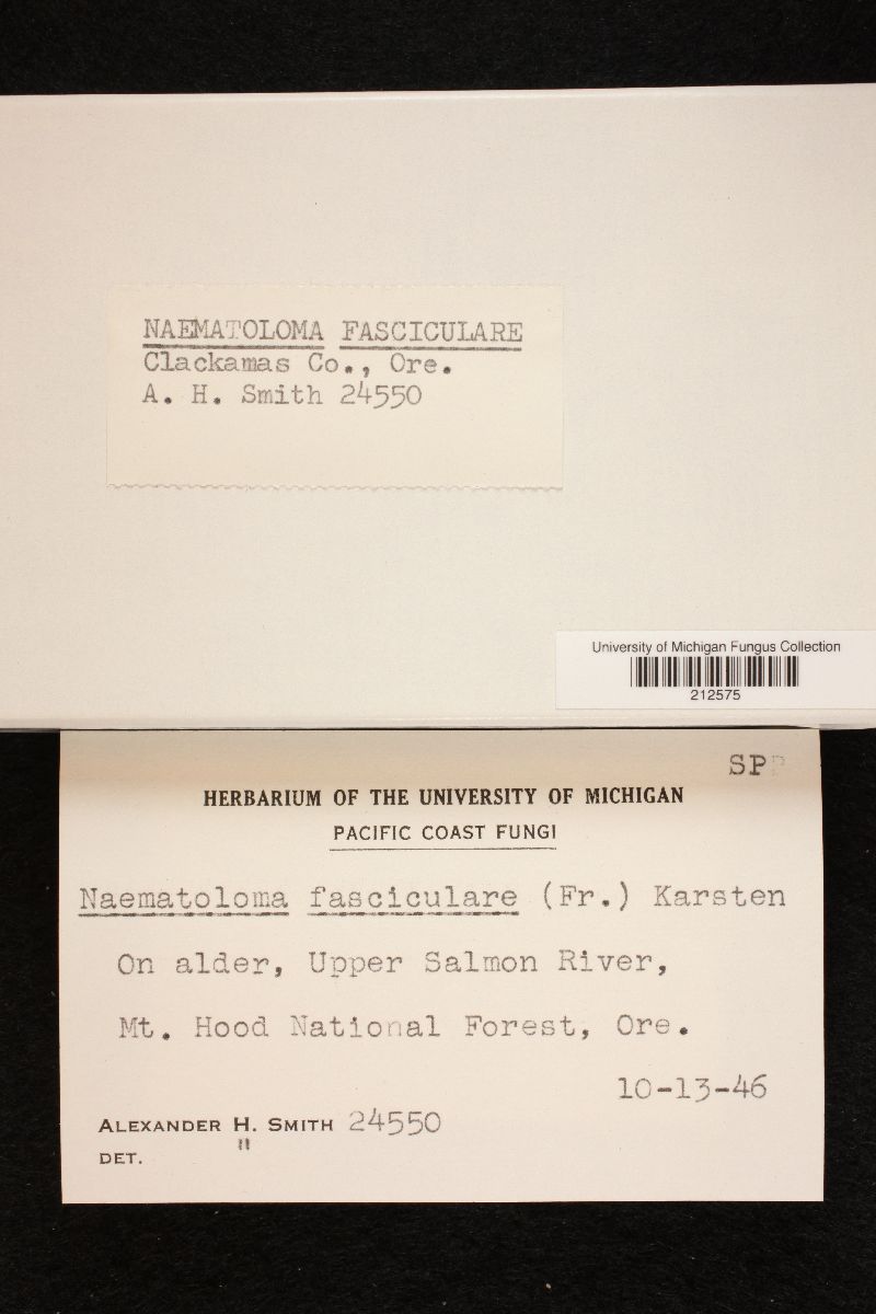 Hypholoma fasciculare var. fasciculare image