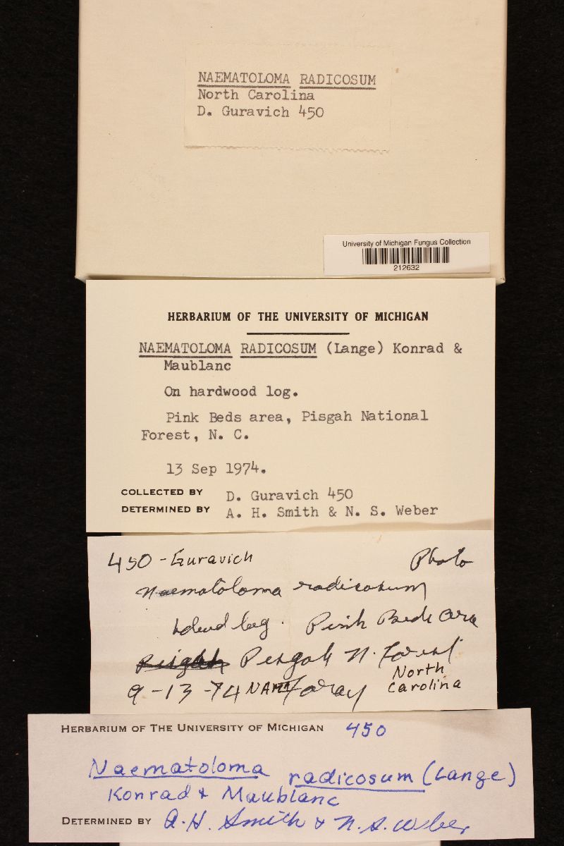 Naematoloma radicosum image