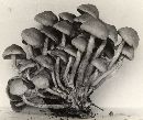 Hypholoma fasciculare var. fasciculare image