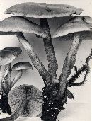 Hypholoma fasciculare var. fasciculare image