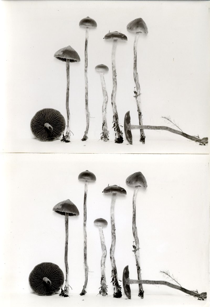 Psilocybe turficola image