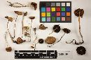 Thumbnail image of current specimen
