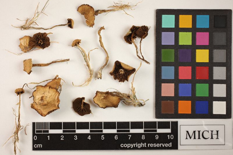 Psilocybe castanella image