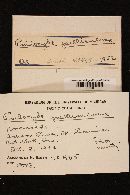 Psilocybe pelliculosa image