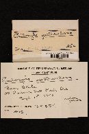 Psilocybe pelliculosa image