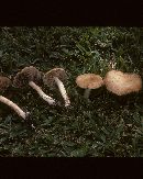 Thumbnail image of current specimen