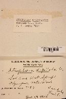 Thumbnail image of current specimen