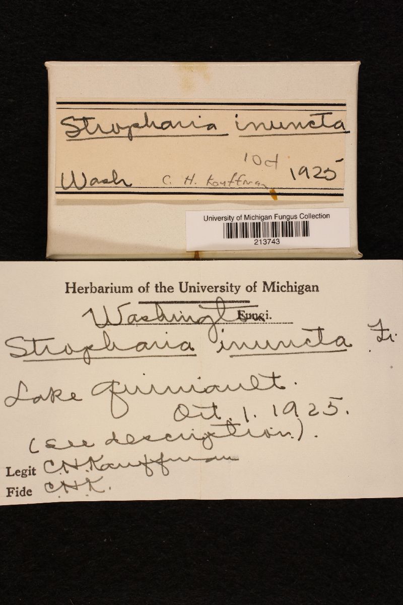 Stropharia inuncta image