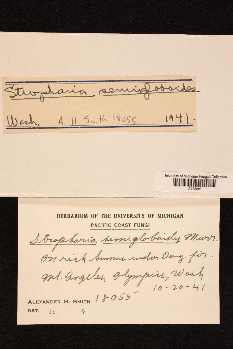 Stropharia semigloboides image