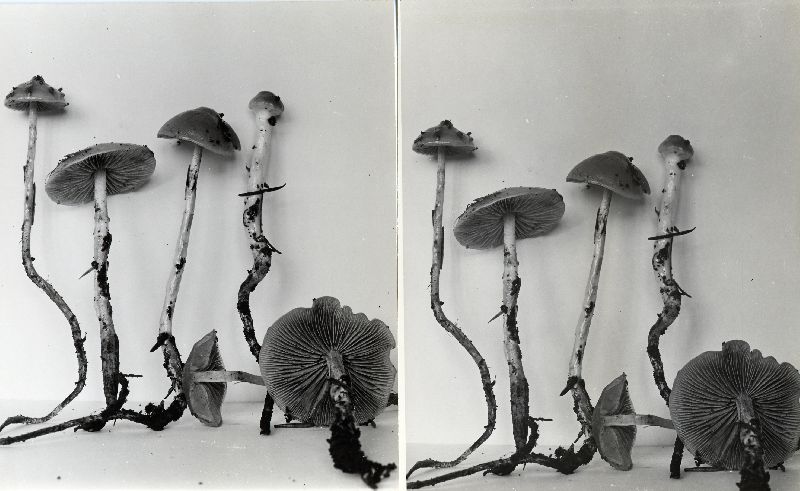 Stropharia semigloboides image